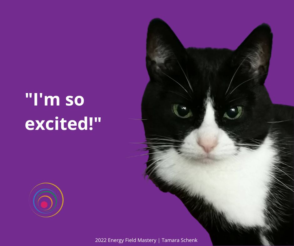 "I'm so excited!" | Soul Cats | Tamara Schenk