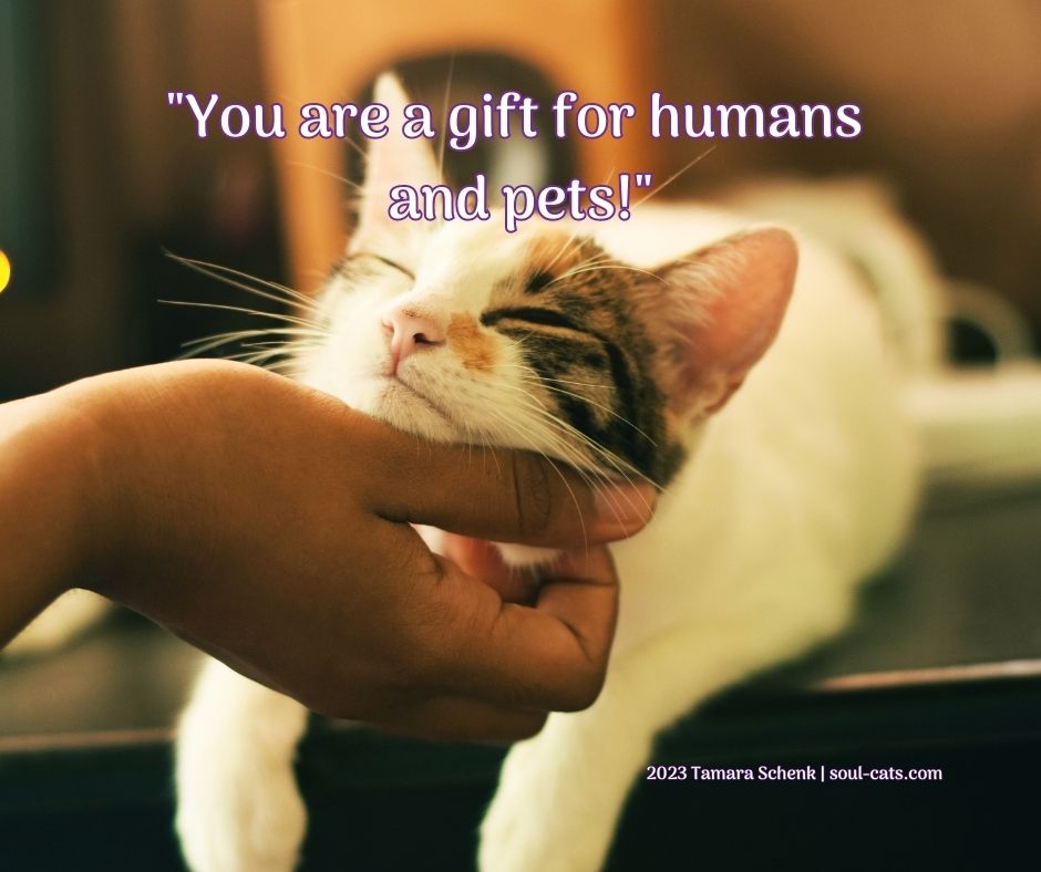 "You are a gift for humans and animals" | Soul Cats | Tamara Schenk